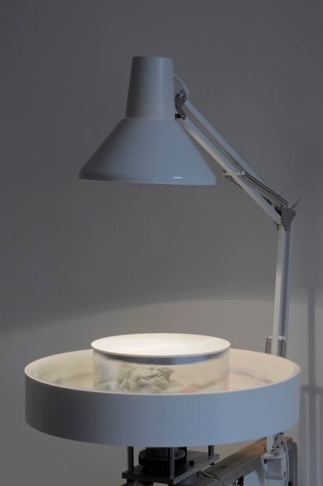 Malachi Farrell Praxinoscope Installation Diamètre : 26 cm