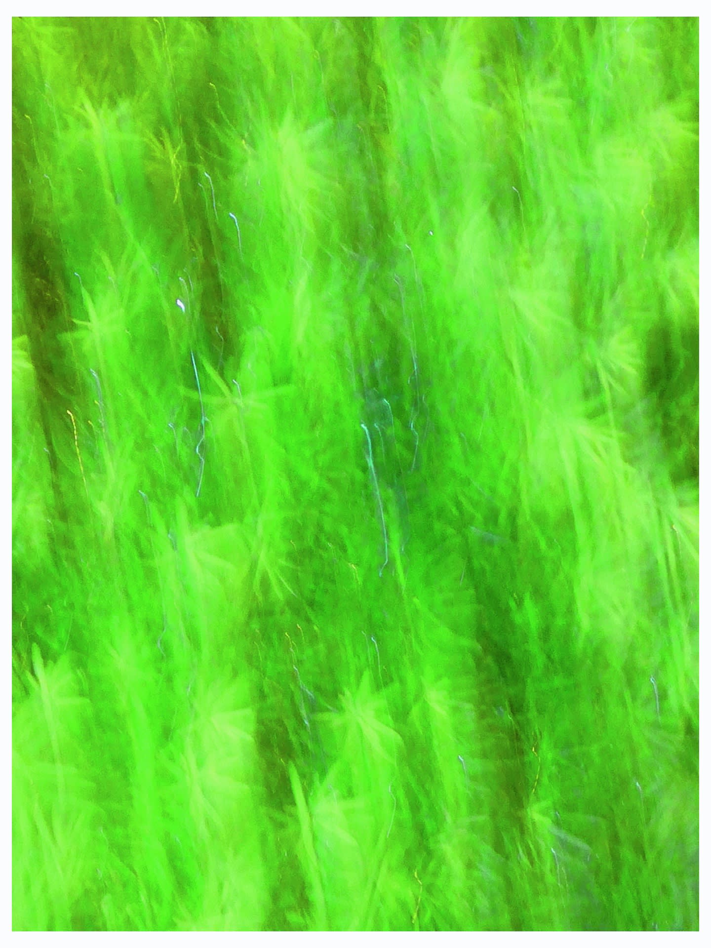 Anna Condo, The North Lawn, 2017