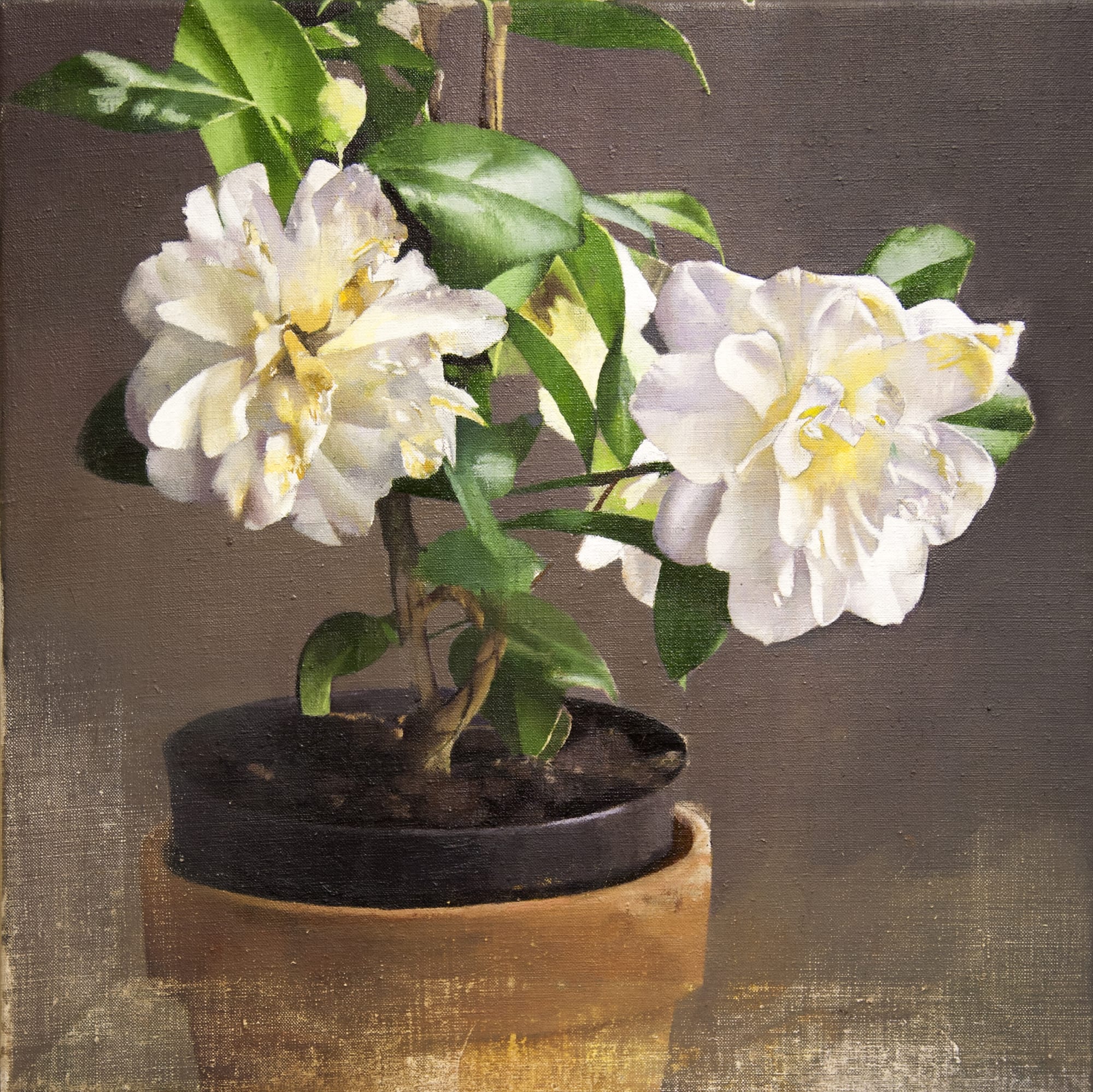 Diarmuid Kelley, Camellias, 2017