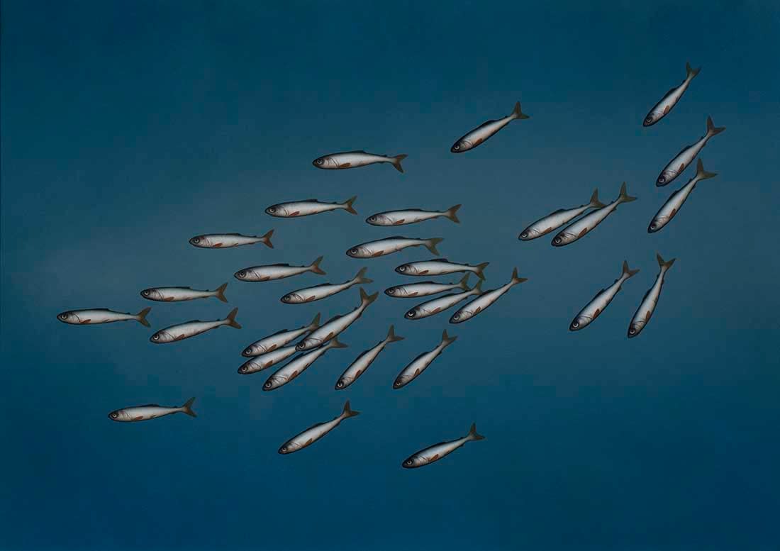 Donald Provan, Descend