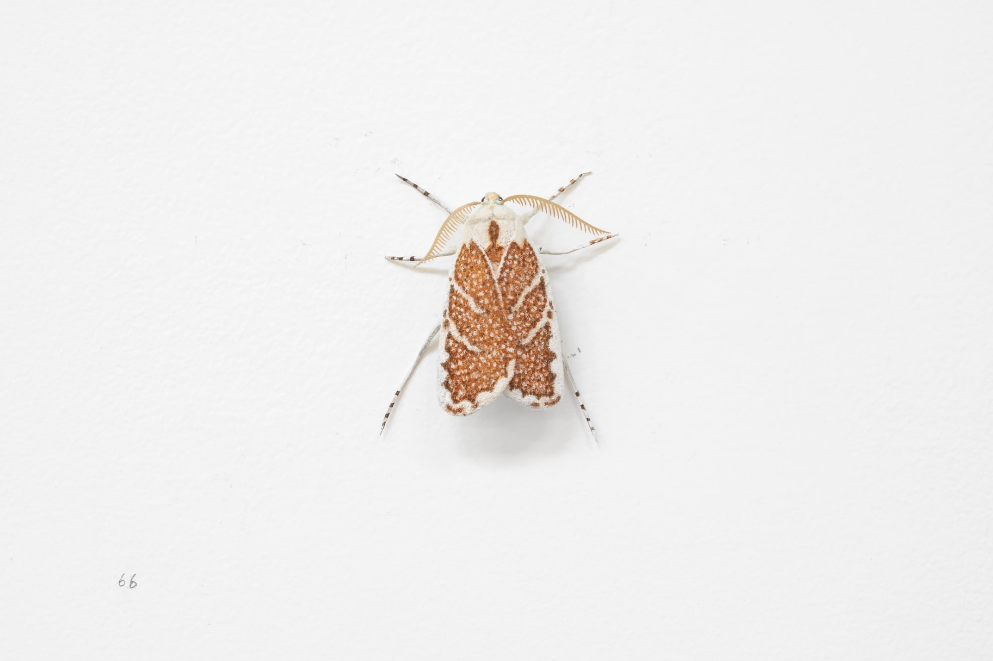Elizabeth THOMSON, Moth, 2023