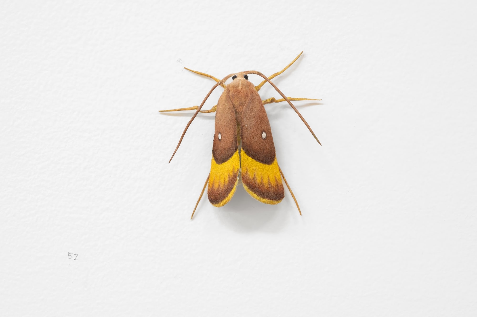 Elizabeth THOMSON, Moth, 2023