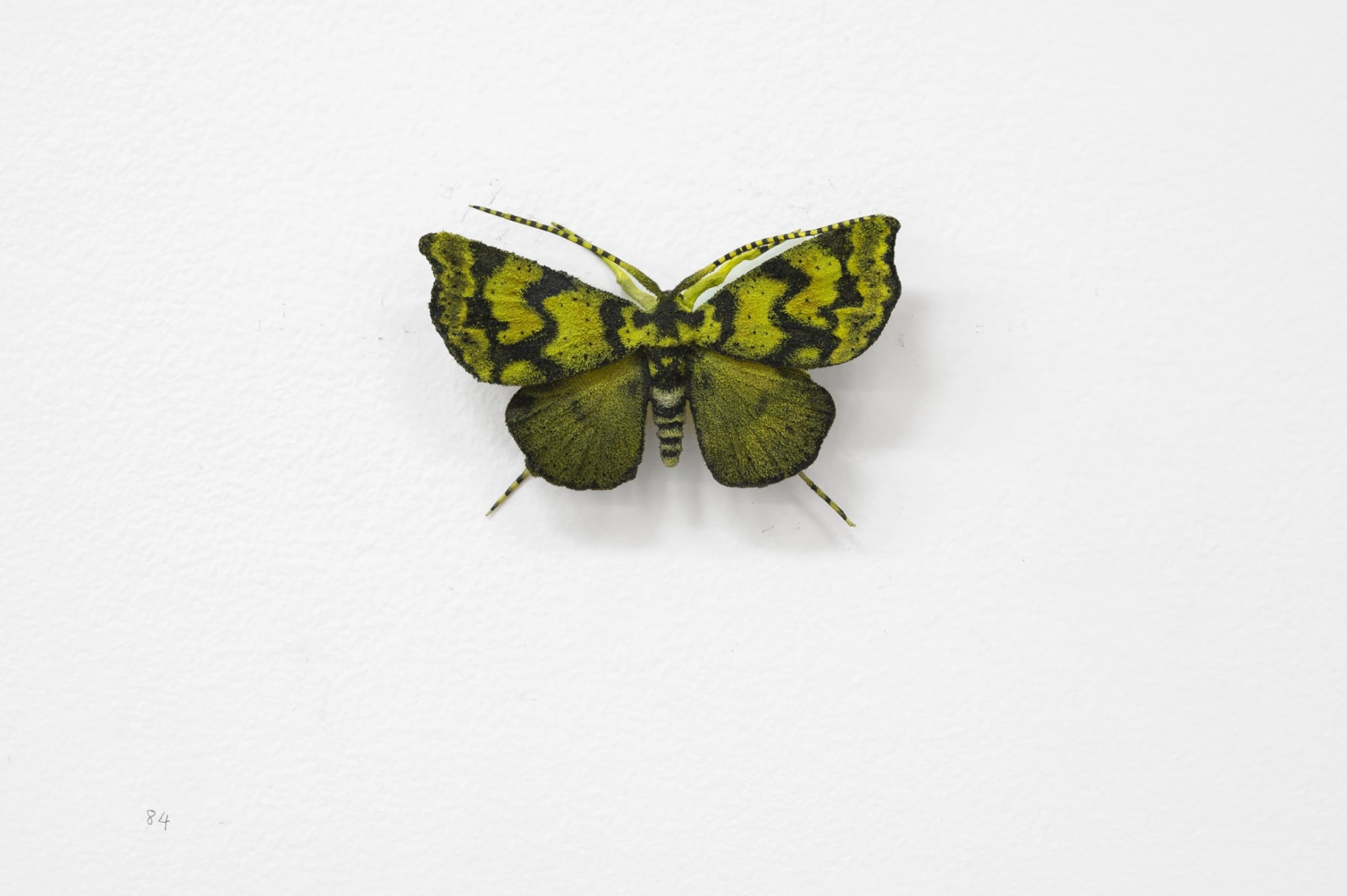 Elizabeth THOMSON, Moth, 2023