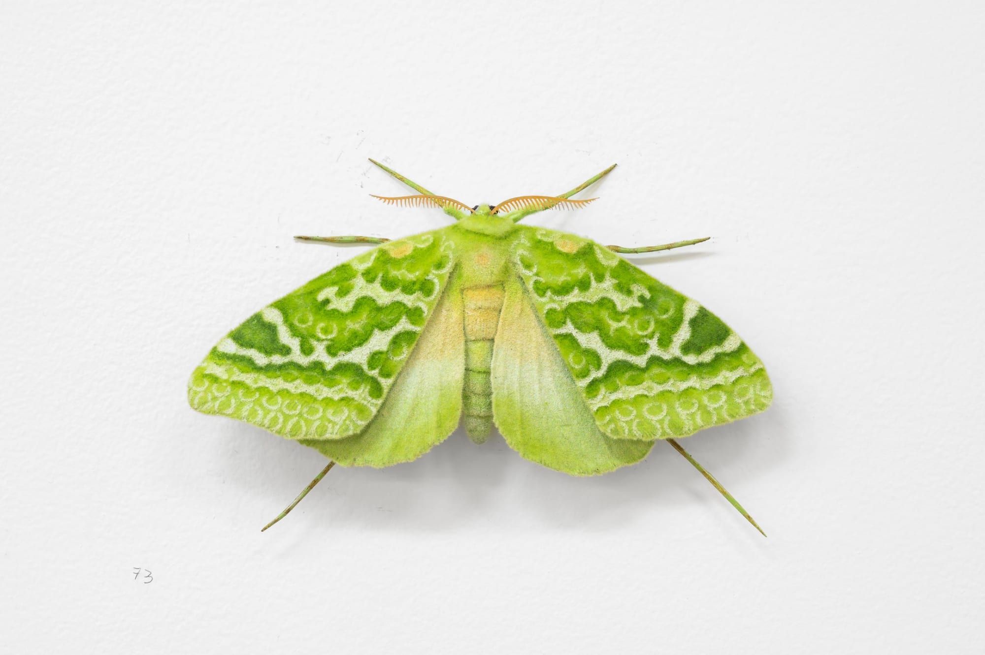 Elizabeth THOMSON, Moth, 2023