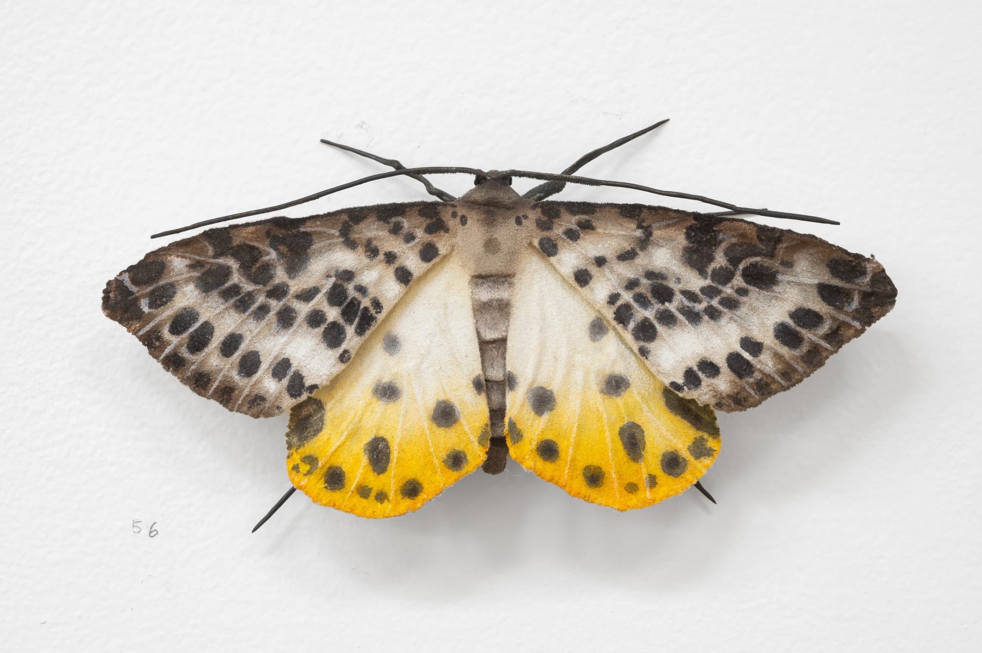 Elizabeth THOMSON, Moth, 2023