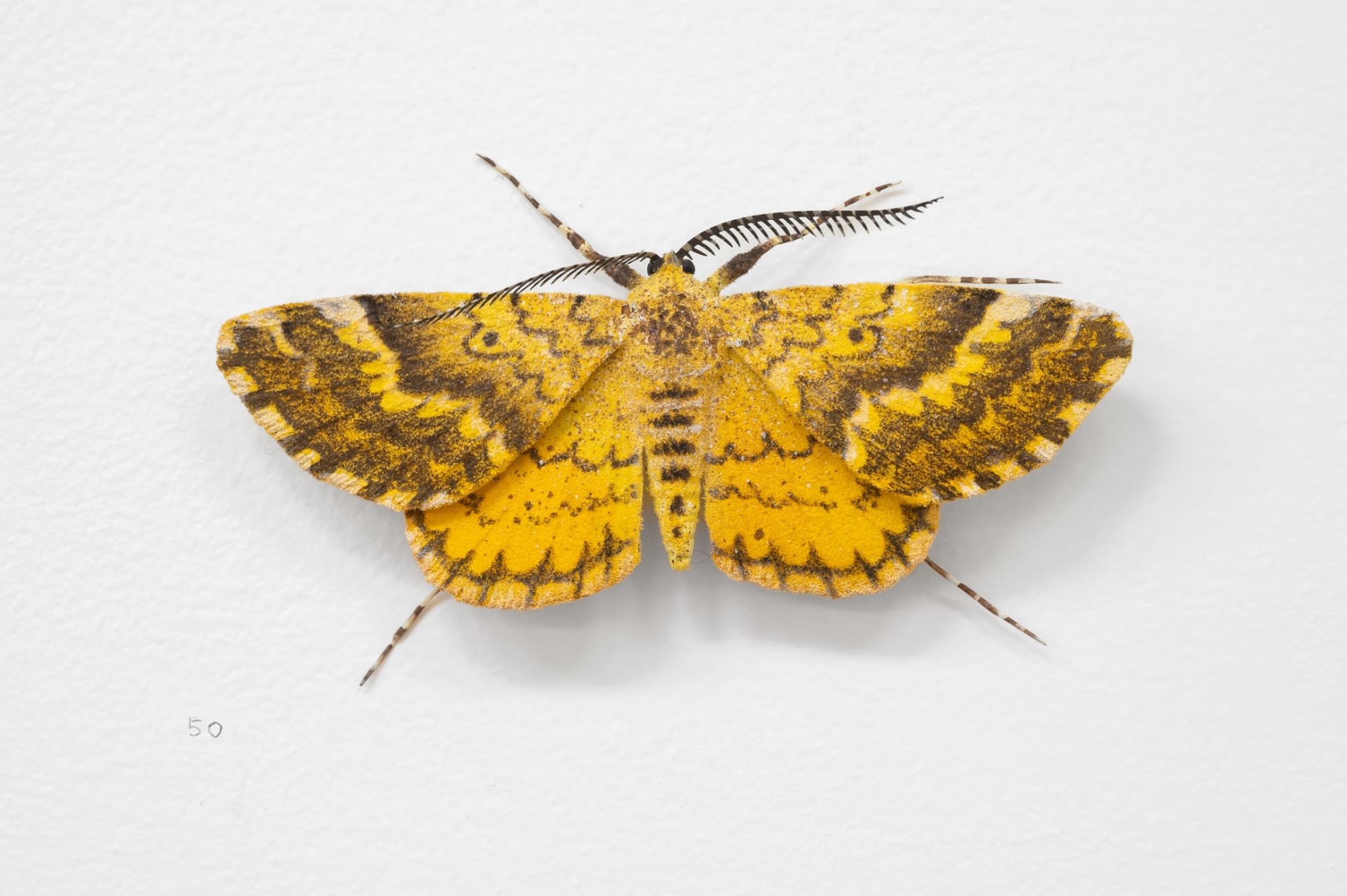 Elizabeth THOMSON, Moth, 2023