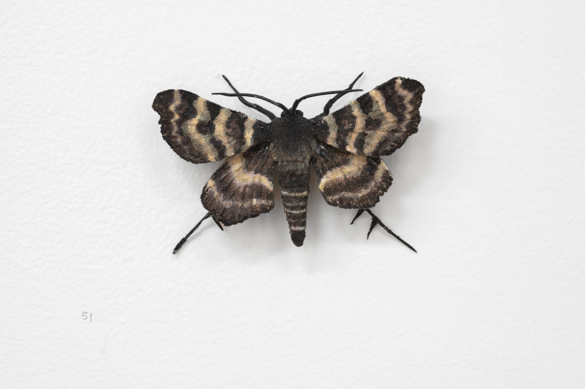 Elizabeth THOMSON, Moth, 2023