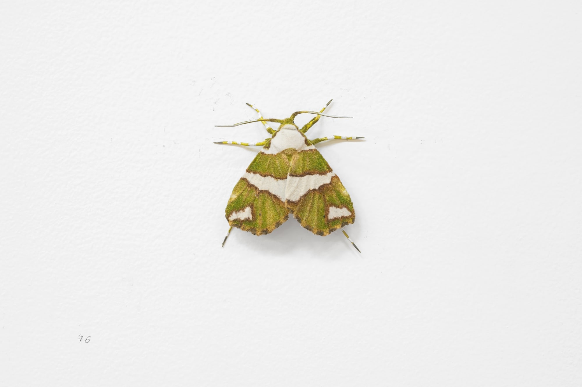 Elizabeth THOMSON, Moth, 2023