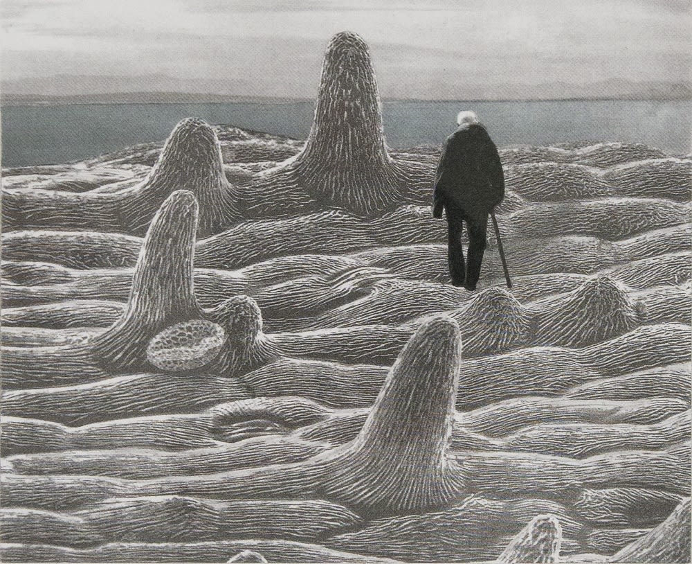 Elizabeth THOMSON, Iberis 22/50 (framed), 1995