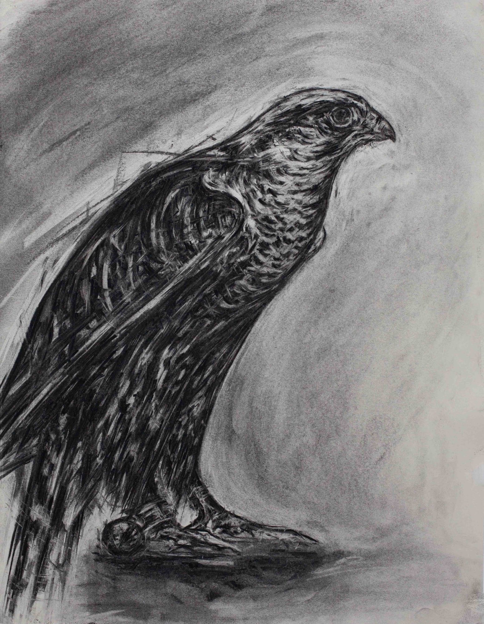 Joseph Paxton, Peregrine Falcon, 2021