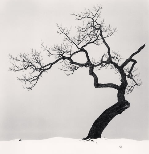 Michael Kenna, Kussharo Lake Tree, Study 1, Kotan, Hokkaido, Japan., 2002