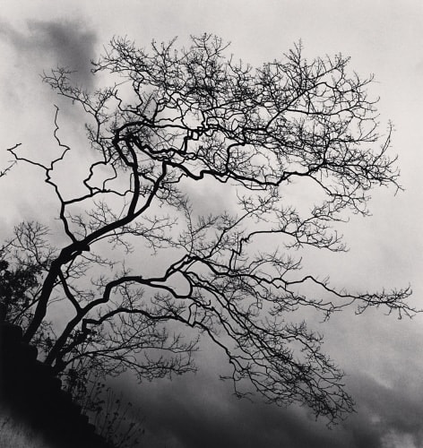 Michael Kenna, Temple Trees, Nara, Honshu, Japan., 2002