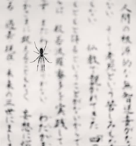 Michael Kenna, Spider and Sacred Text, Study 2, Gokurakuji, Shikoku, Japan., 2001