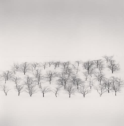 Michael Kenna, Sixty Trees, Nakafurano, Hokkaido, Japan., 2004