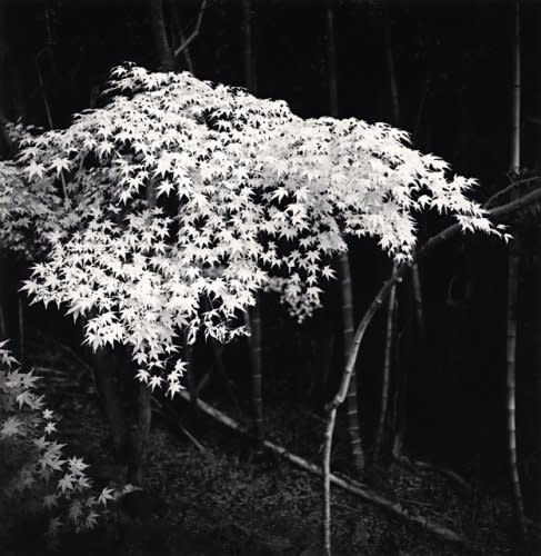 Michael Kenna, Maple Tree in Autumn, Kyoto, Honshu, 2001