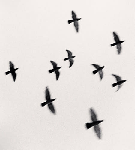 Michael Kenna, Nine Birds, Izumo Taisha, Honshu, 2001