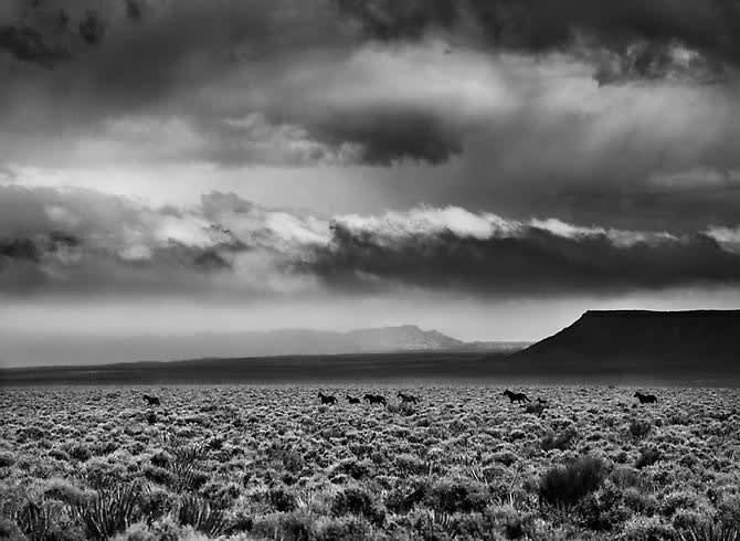 Sebastião Salgado, Wild horses in Navajo territory, bordering on the Grand Canyon. Arizona, 2010 (Printed 2011)