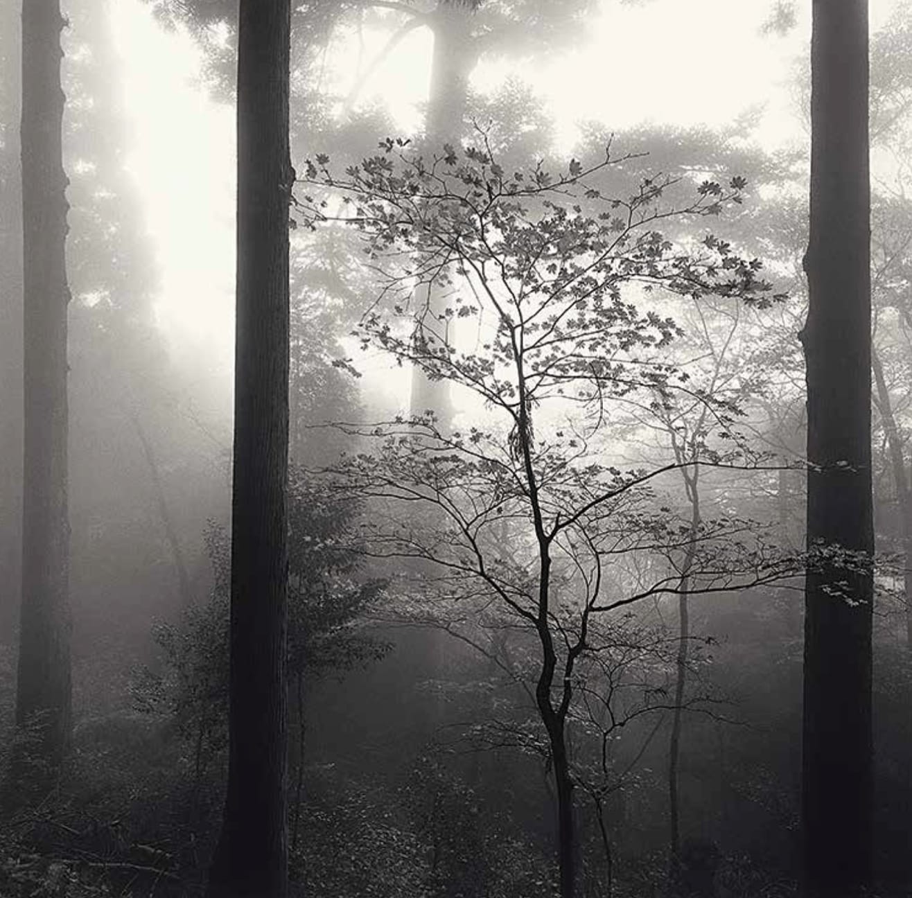Michael Kenna, Autumn Leaves, Unpenji, Shikoku, 2003