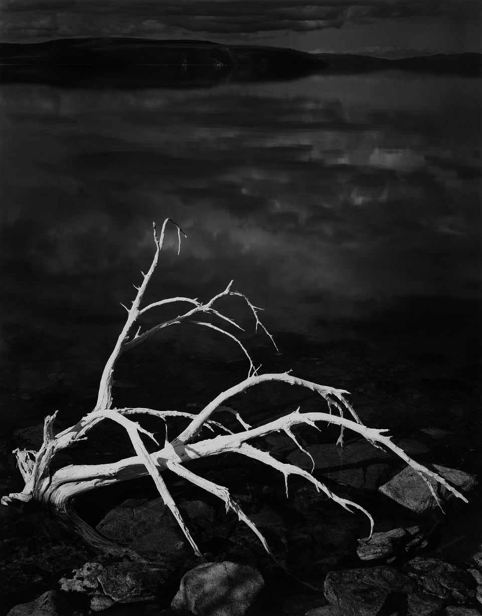 Ansel Adams, White Branches, Mono Lake, California, 1950