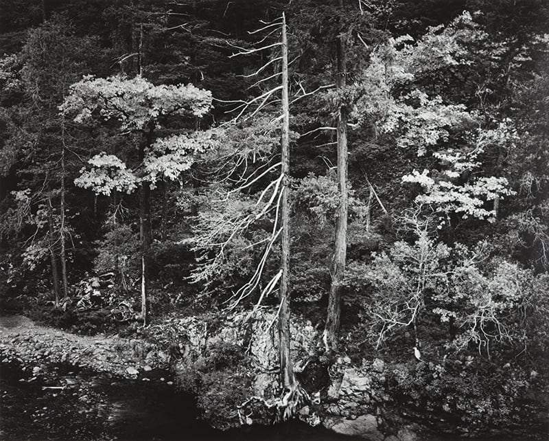 Ansel Adams, Forest and Stream, Northern California, 1959 (Printed 1979)