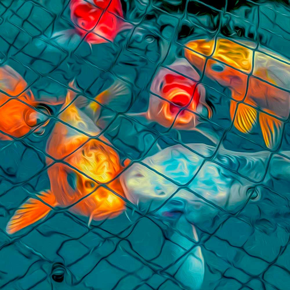 Duncan Wade, Koi: Feed Me, 2024