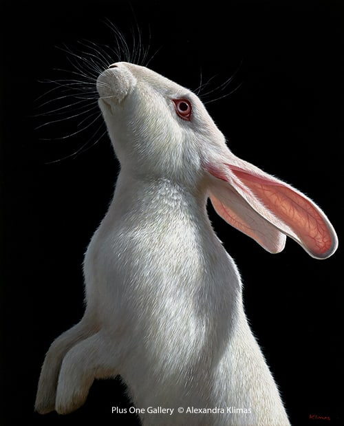 Alexandra Klimas, Snowy the Rabbit II
