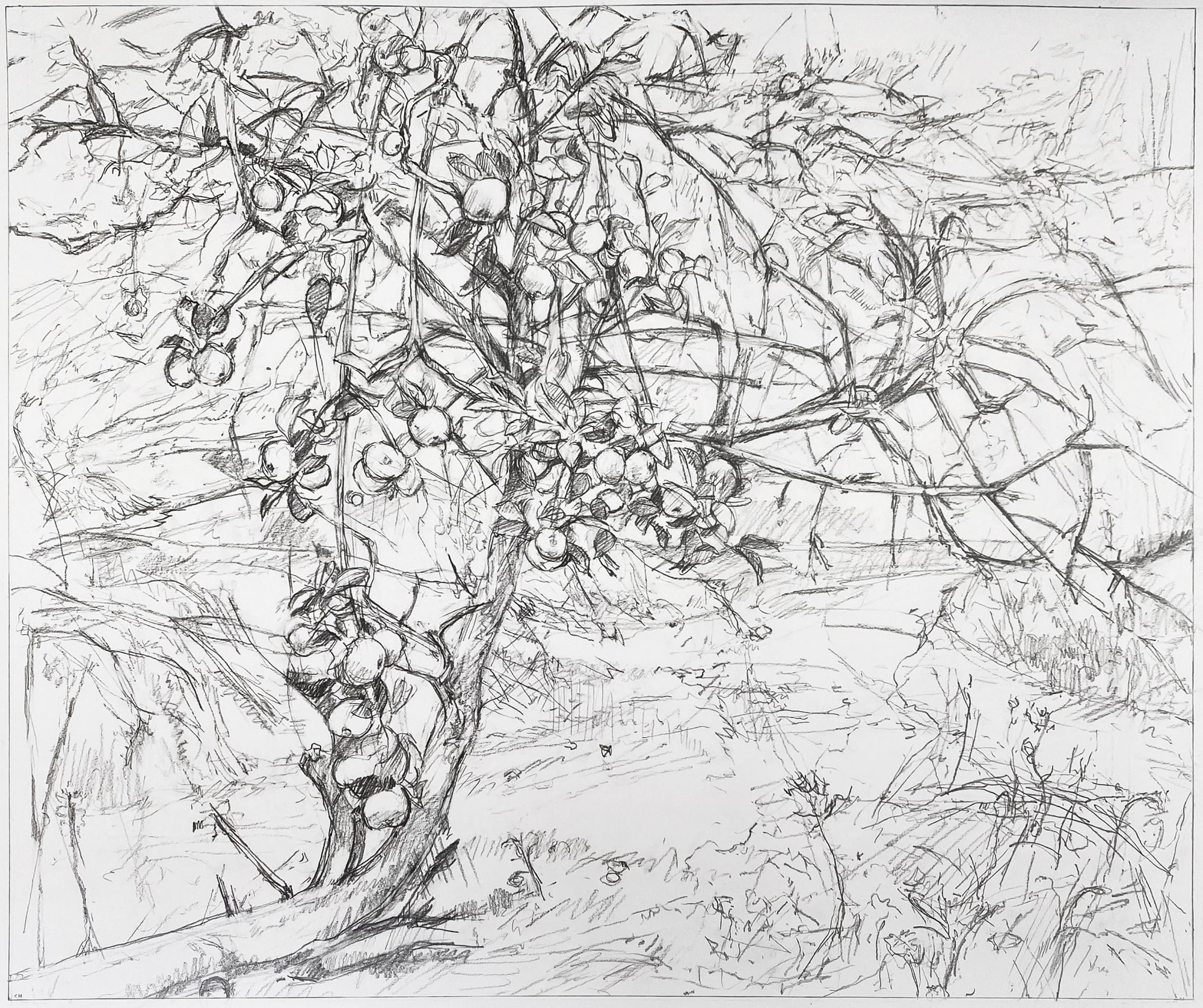 Clive Head, Apple Vale, 2020