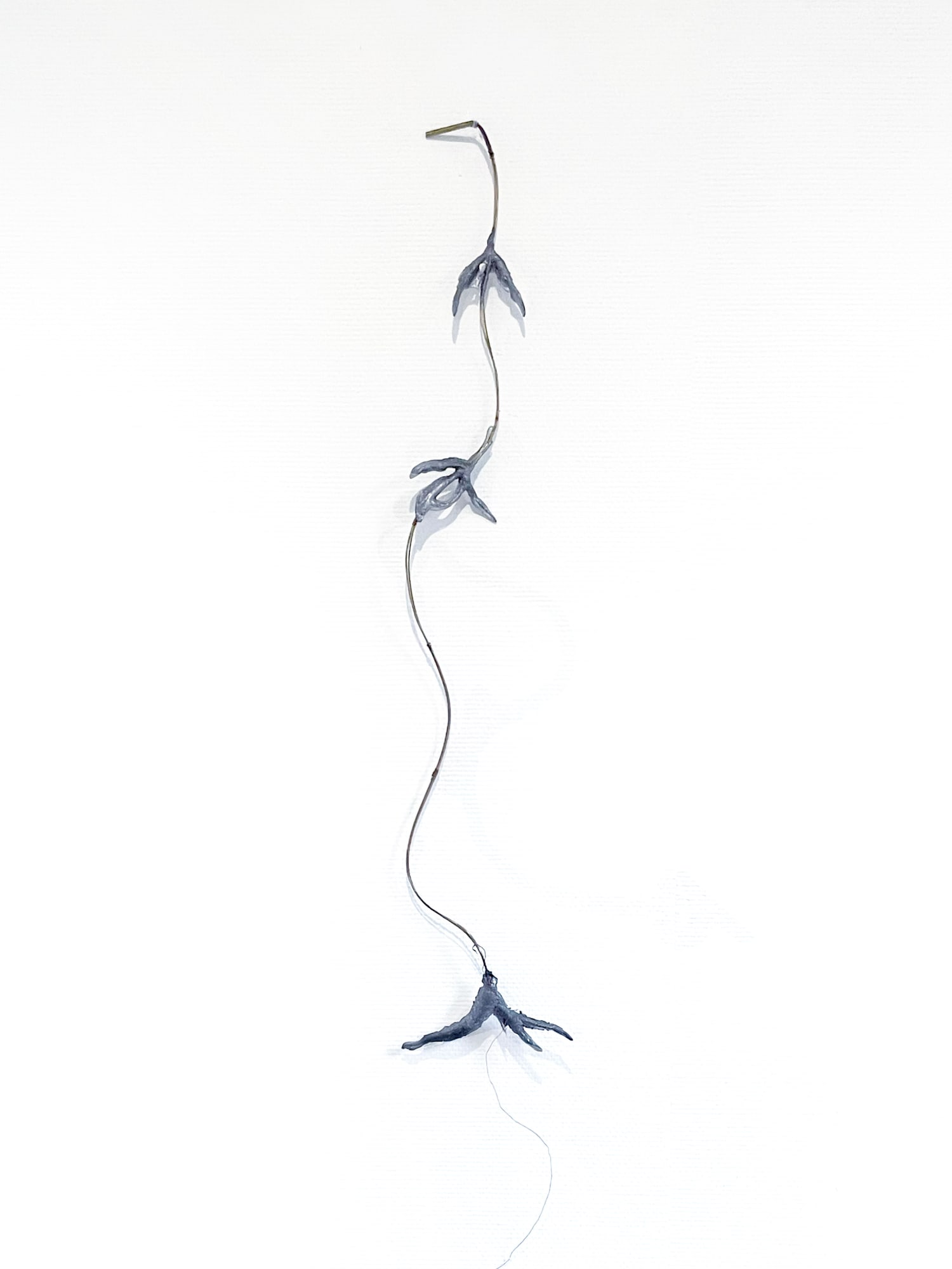 Sofía Bonilla Otoya, Being led (a braided heliconia), 2024