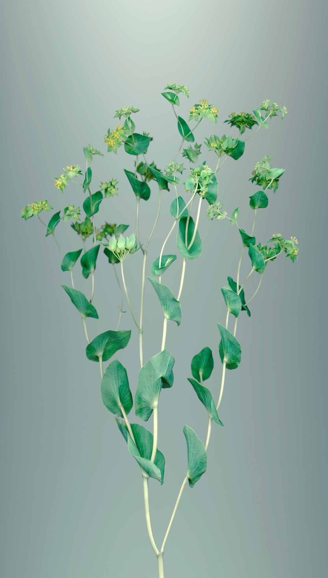 Sandra Kantanen, From the series Herbarium, Hare's ear (Bupleurum rotundifolium), 2022