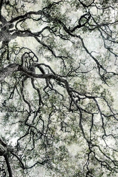 Santeri Tuori, Forest 44, 2019