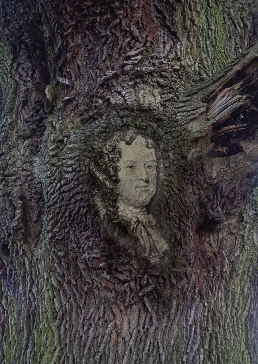 Tessa Traeger, Family Trees, No.11 Ralph 1st Duke of Montagu , 2022