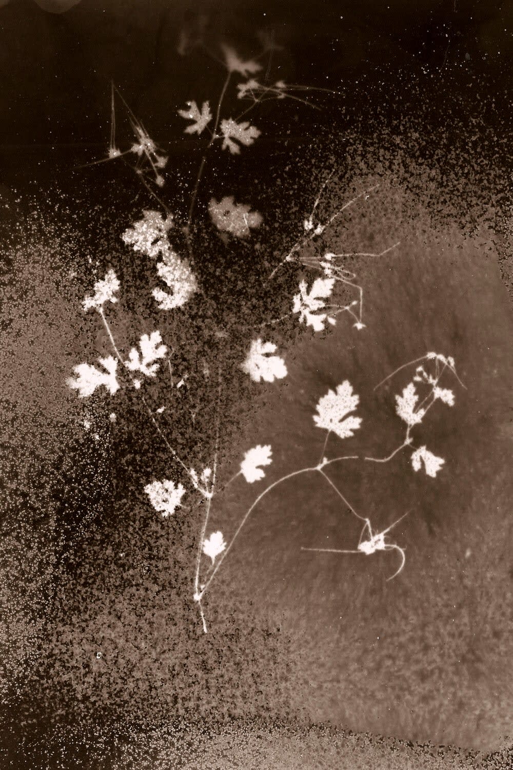 Anaïs Tondeur, Geranium chinum, Exclusion zone, Chernobyl, Ukraine Radiation level: 1.7 Microsieverts, From the series Chernobyl Herbarium, 2011 – ongoing