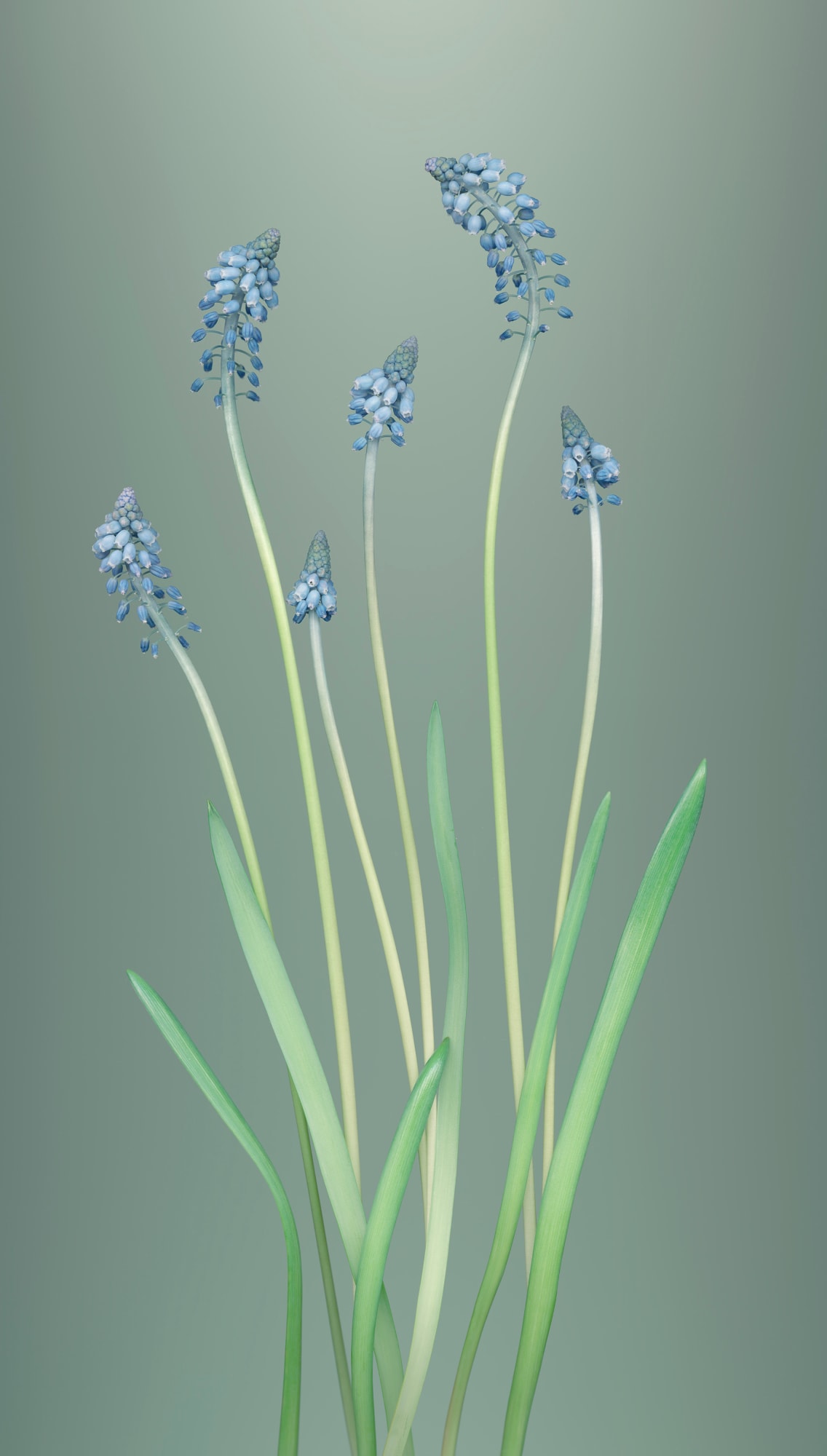 Sandra Kantanen, From the series Herbarium, Grape Hyacinth (Muscari armeniacum) , 2022