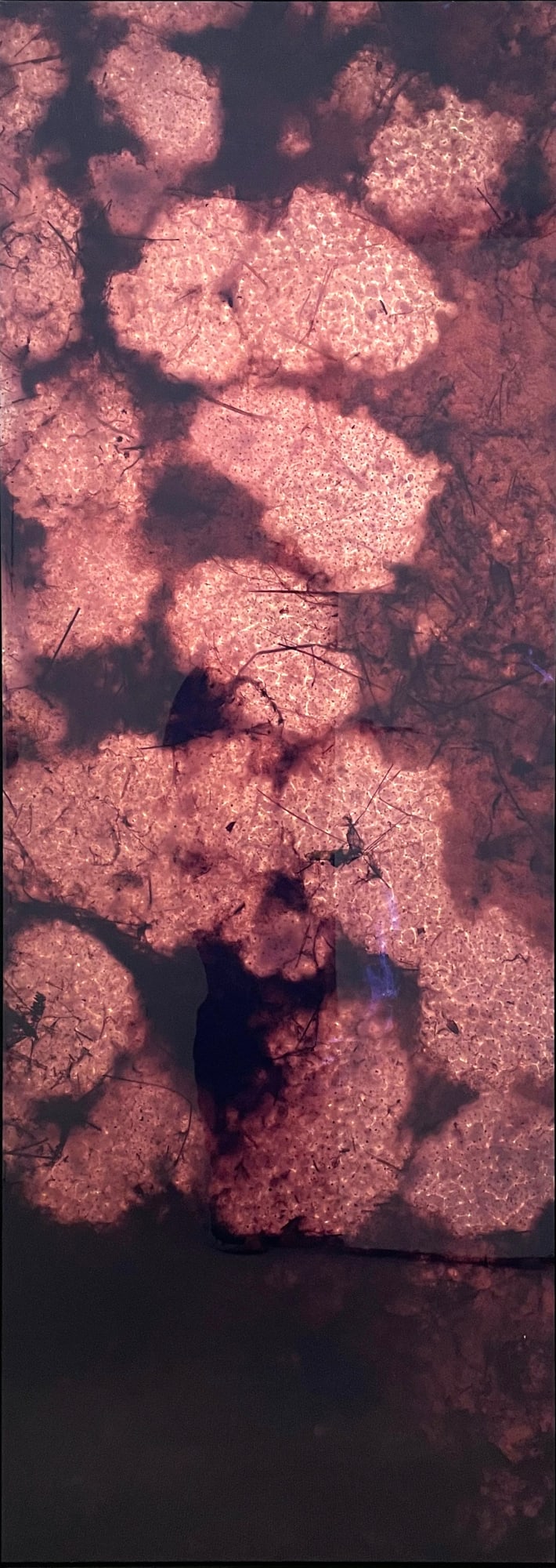 Susan Derges, Spawn , February 2001