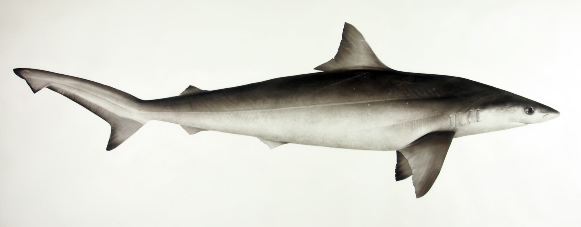 Jonathan Delafield Cook, Night Shark, 2024