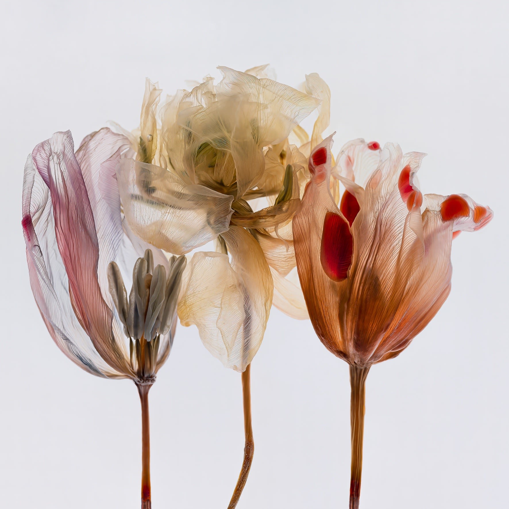Kathrin Linkersdorff, From the series Fairies, II/1, 2020