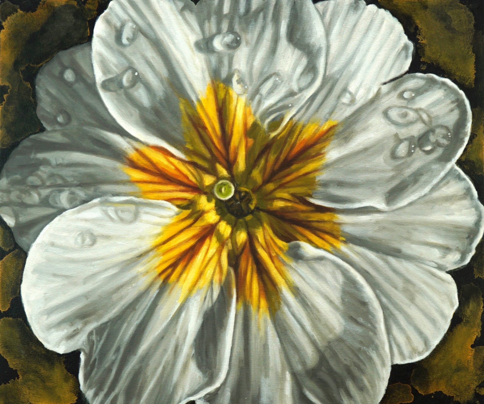 Gail Roberts, Danova Primrose, 2020