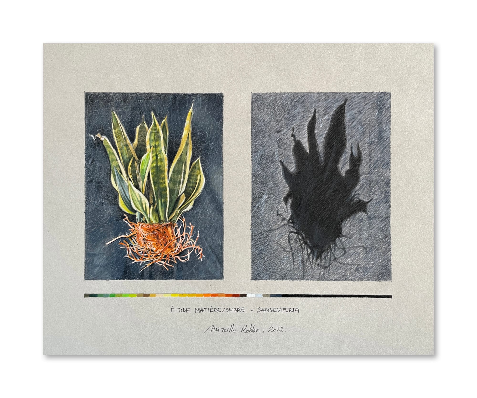 Mireille Robbe, Etude Matière/ Ombre - Sansevieria, 2023