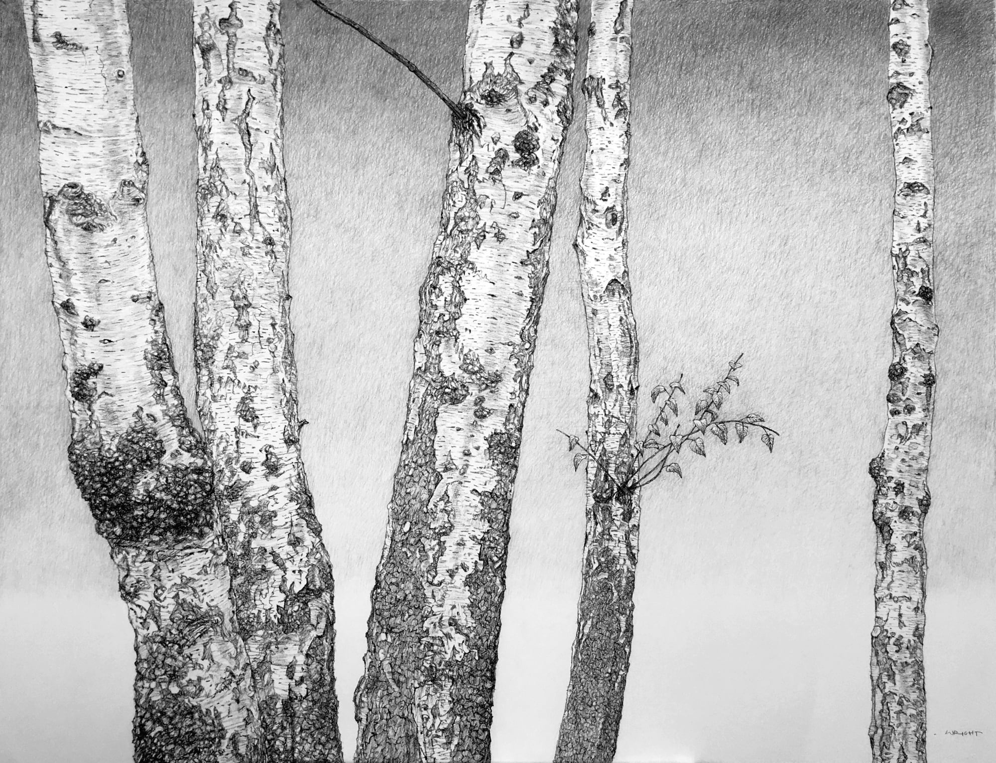 Roy Wright, Silver Birches in the Cold Autumn Air, 2021