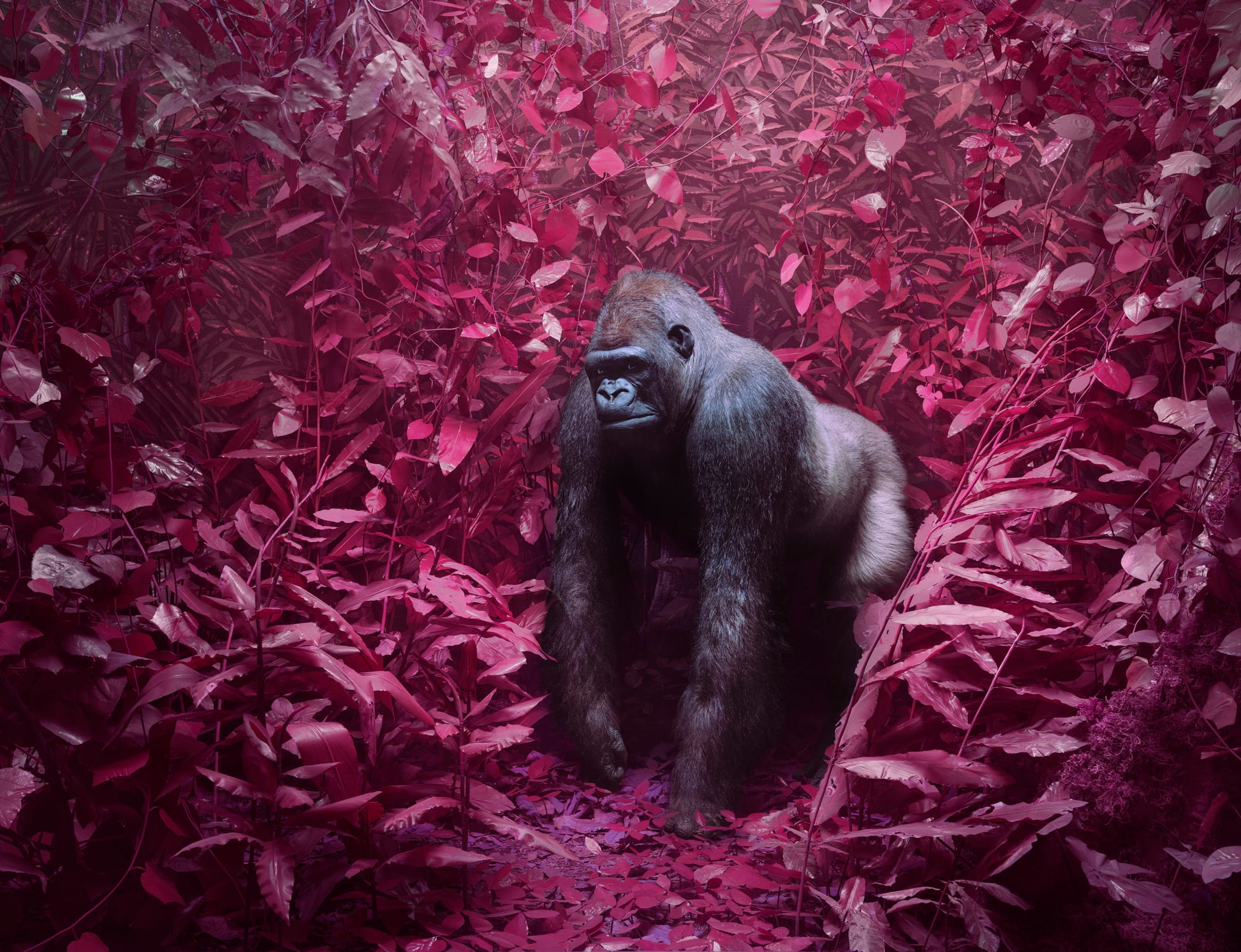 Jim Naughten, Gorilla, 2021