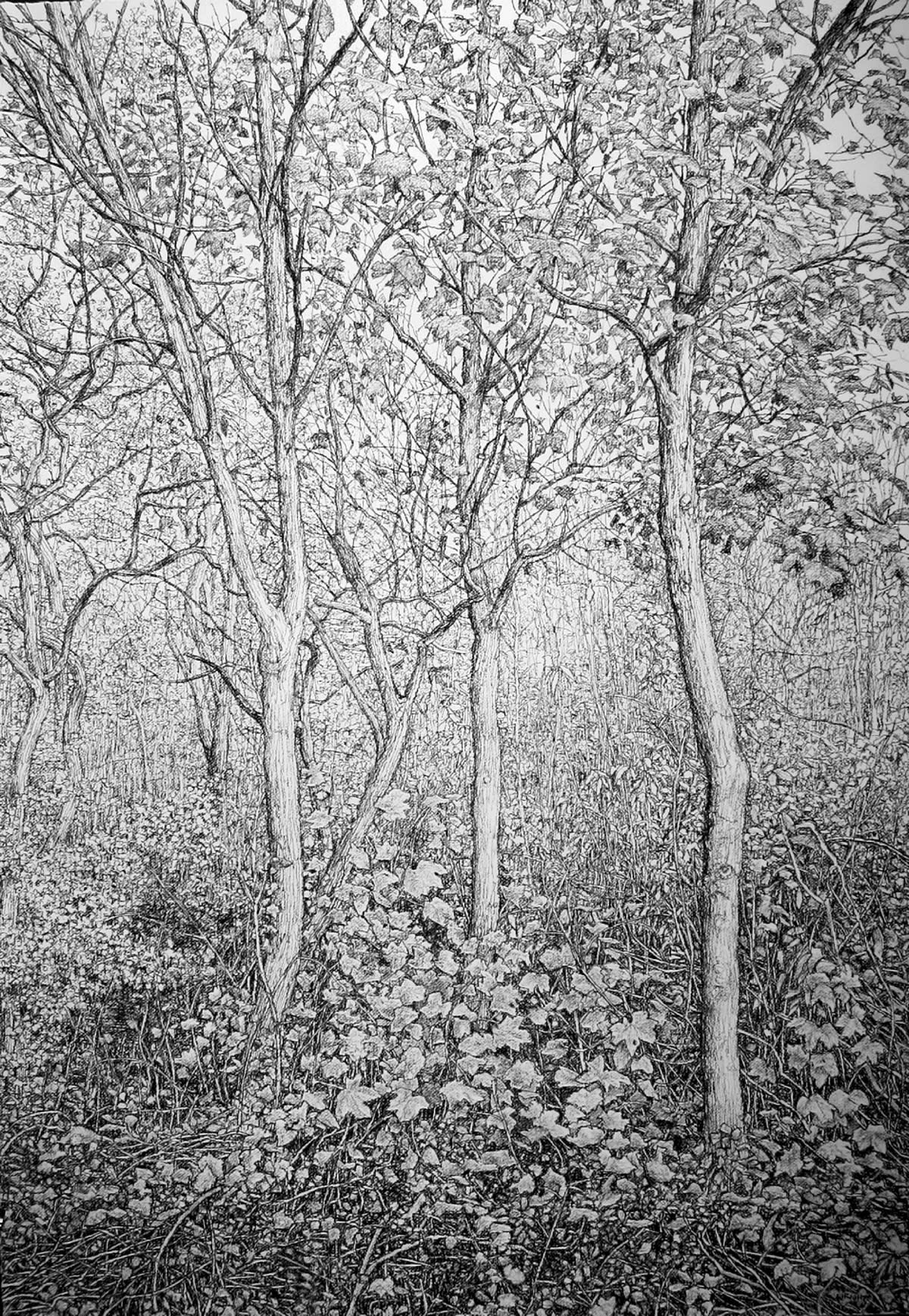 Roy Wright, Deep in the Heart of the Forest II, 2017