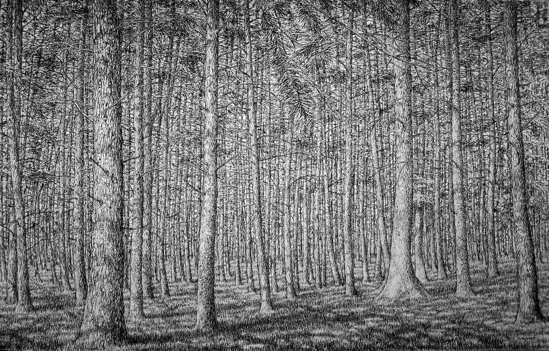 Roy Wright, At The Forest Edge, 2017