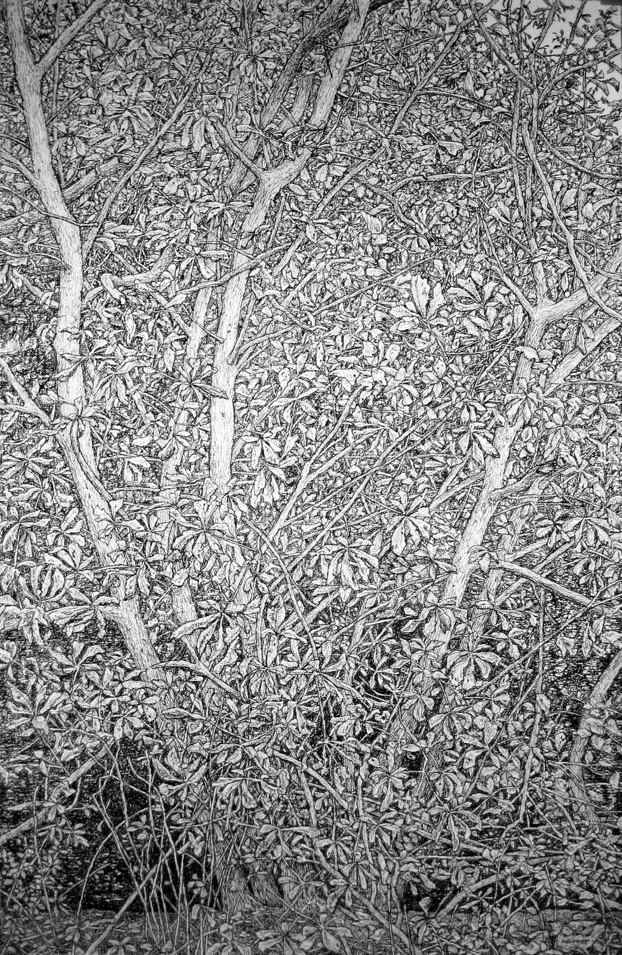 Roy Wright, The Leaves Cling and Grow Paler, 2017