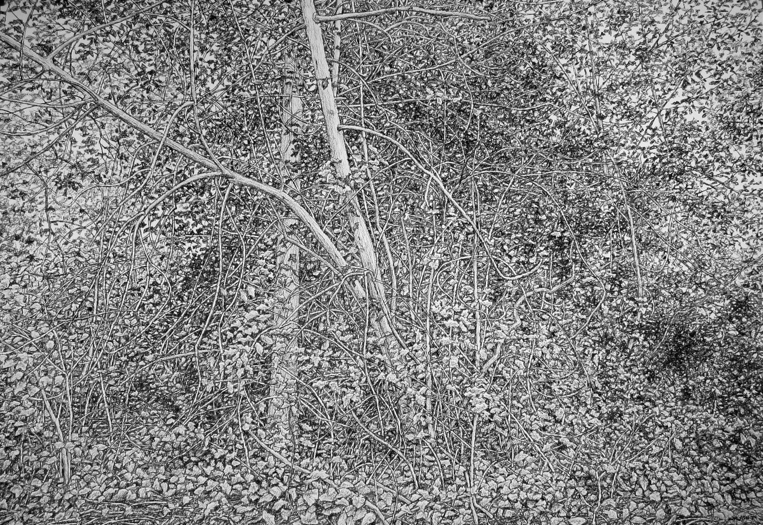 Roy Wright, Seeing the Light through the Leaves, 2017