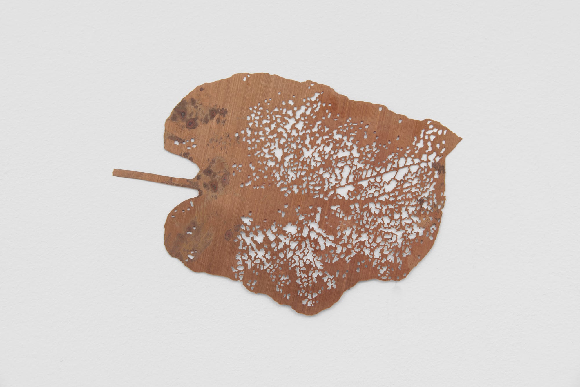 Shelagh WAKELY, cloud forest leaf, 2005