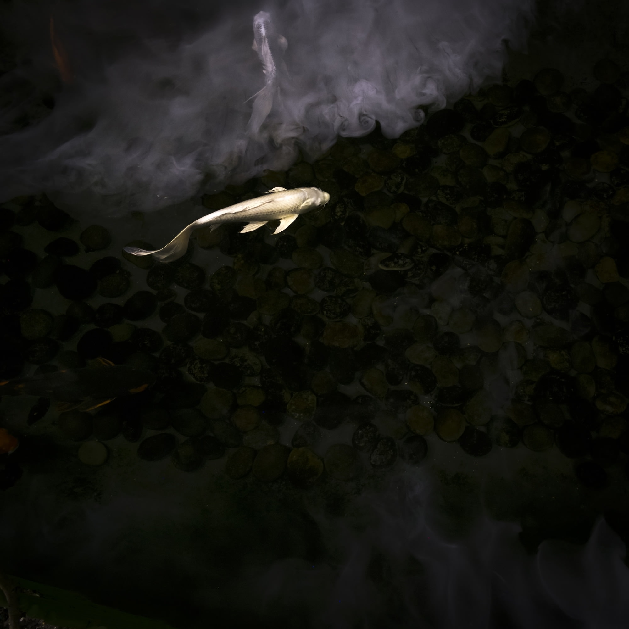 Cig Harvey, Gold & Silver Koi, 2015