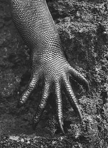 Sebastião Salgado, Marine Iguana, Galapagos Islands, Ecuador, 2004