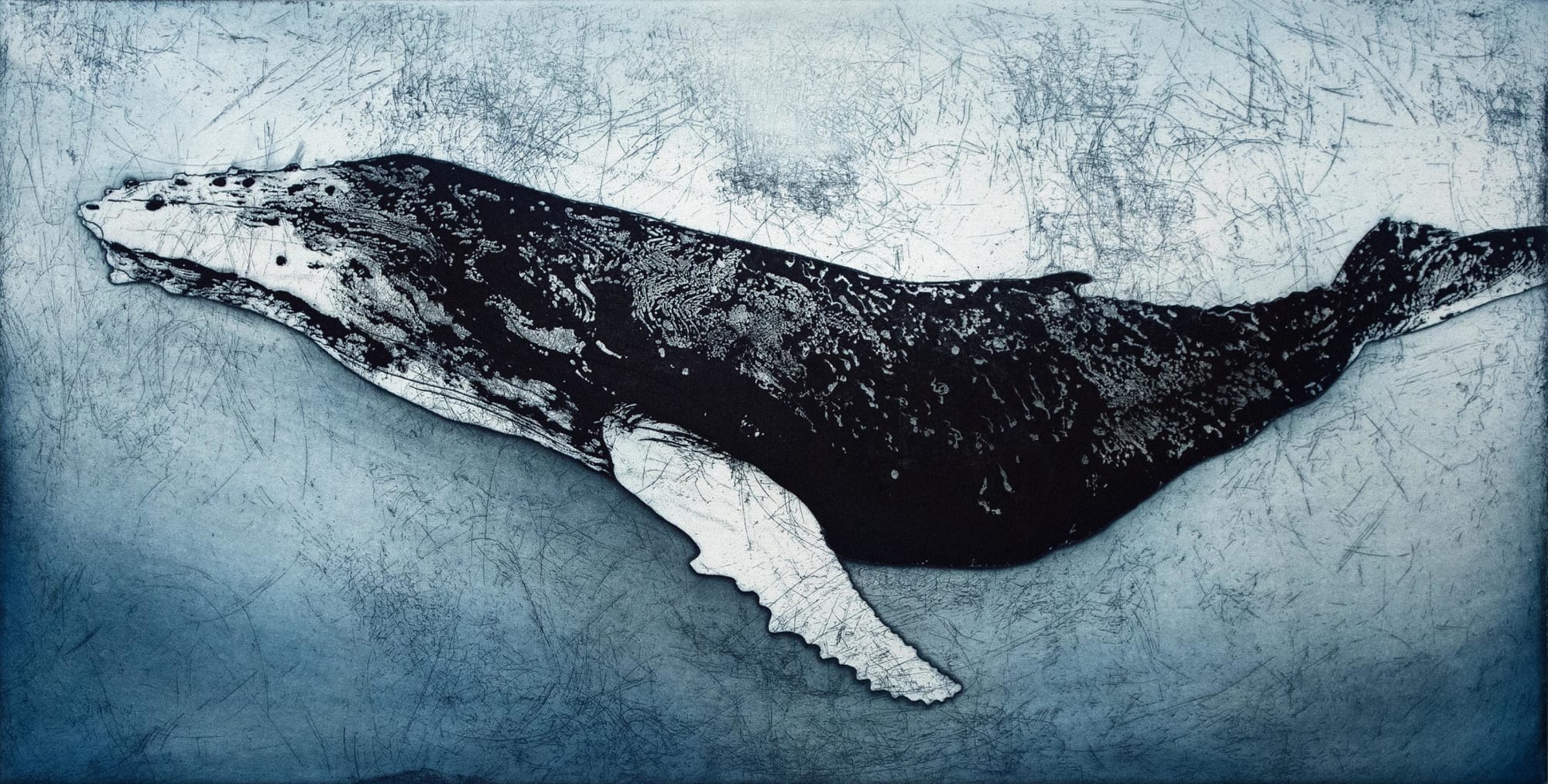 Marion MacPhee, Humpback Whale VI
