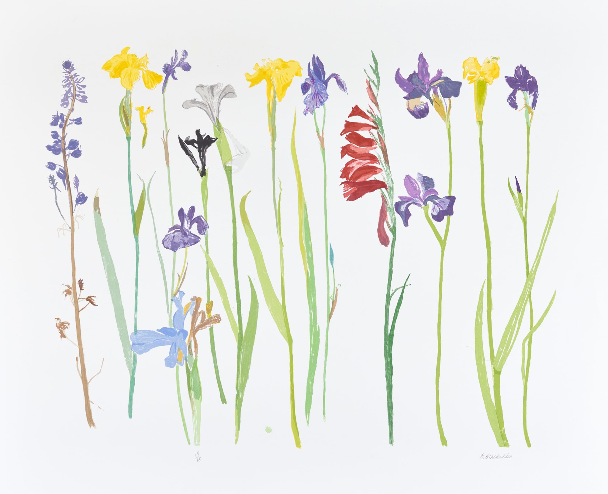Set 6 Biglietti Auguri Artistici Elizabeth Blackadder - 15x15cm, Con Buste, Motivi Floreali