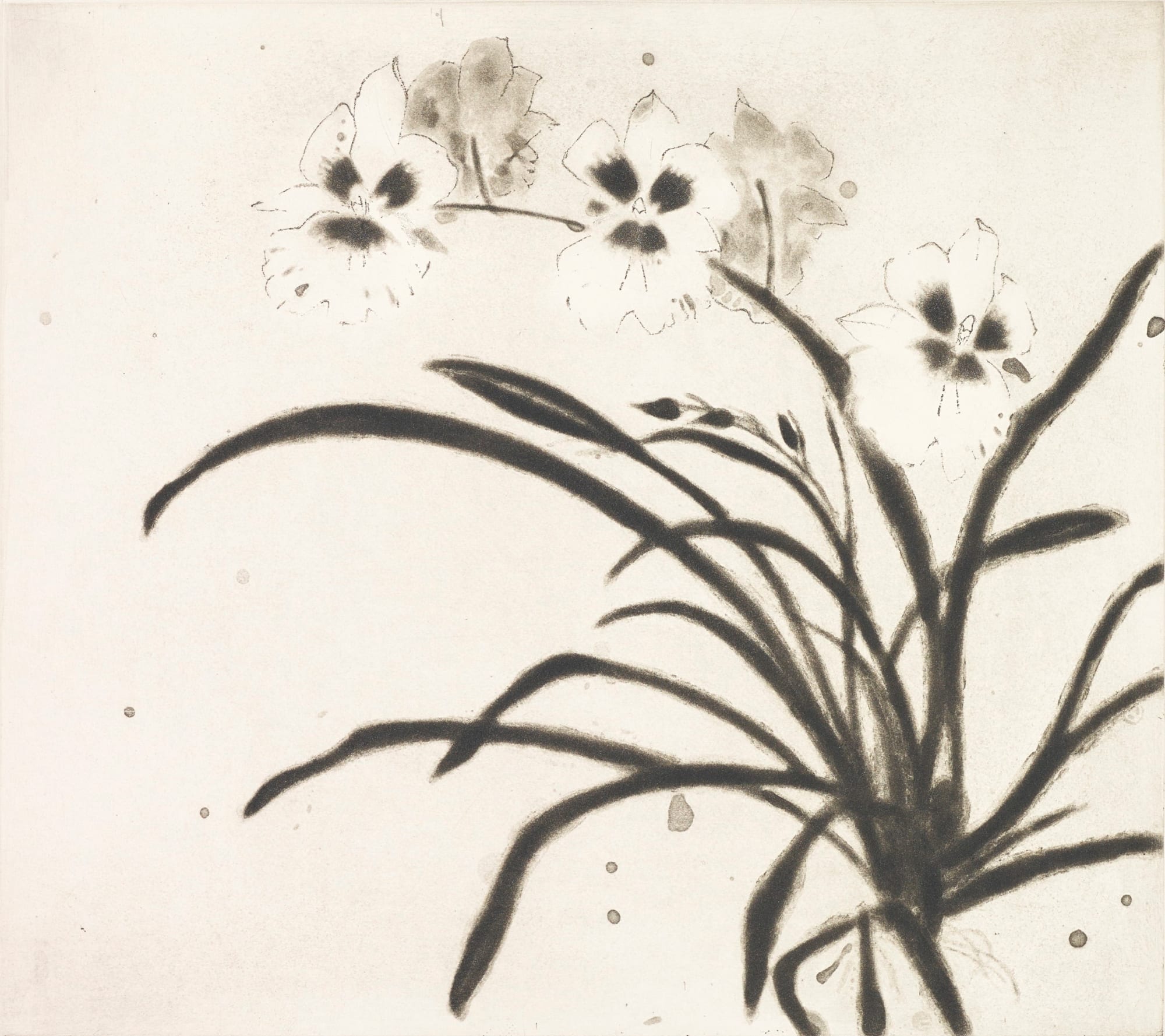 Elizabeth Blackadder RSA, Orchid Miltonia II, 2000